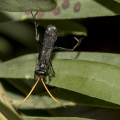 Pompilidae (family) at Higgins, ACT - 18 Mar 2019