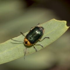 Aporocera (Aporocera) consors (A leaf beetle) at Higgins, ACT - 17 Mar 2019 by AlisonMilton