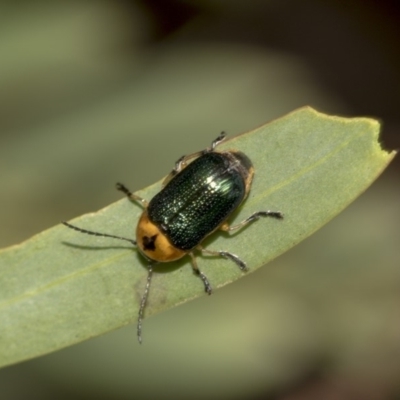 Aporocera (Aporocera) consors (A leaf beetle) at Higgins, ACT - 18 Mar 2019 by AlisonMilton