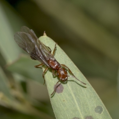 Iridomyrmex purpureus at Higgins, ACT - 18 Mar 2019 by AlisonMilton