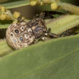 Cymbacha ocellata at Higgins, ACT - 18 Mar 2019 10:18 AM