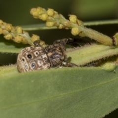 Cymbacha ocellata at Higgins, ACT - 18 Mar 2019