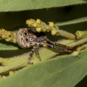 Cymbacha ocellata at Higgins, ACT - 18 Mar 2019 10:18 AM