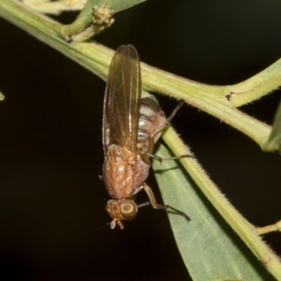 Lauxaniidae (family) (Unidentified lauxaniid fly) at Higgins, ACT - 17 Mar 2019 by AlisonMilton