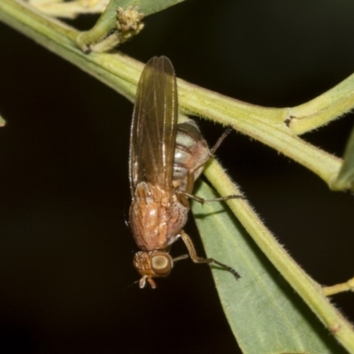 Lauxaniidae (family) (Unidentified lauxaniid fly) at Higgins, ACT - 18 Mar 2019 by AlisonMilton