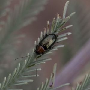 Adoxia benallae at Michelago, NSW - 17 Mar 2019