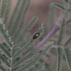 Adoxia benallae at Michelago, NSW - 17 Mar 2019