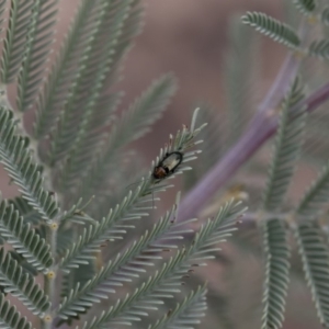 Adoxia benallae at Michelago, NSW - 17 Mar 2019