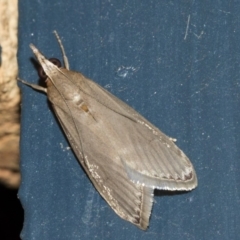 Syntonarcha iriastis (Iriastis Moth) at Higgins, ACT - 13 Mar 2019 by AlisonMilton