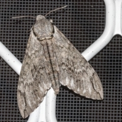 Psilogramma casuarinae (Privet Hawk Moth) at Higgins, ACT - 14 Mar 2019 by AlisonMilton