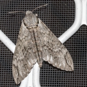 Psilogramma casuarinae at Higgins, ACT - 14 Mar 2019 09:46 PM