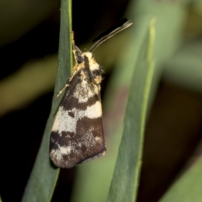 Anestia (genus) (A tiger moth) at Higgins, ACT - 19 Mar 2019 by AlisonMilton