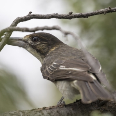 Cracticus torquatus (Grey Butcherbird) at Higgins, ACT - 17 Mar 2019 by Alison Milton