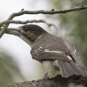 Cracticus torquatus at Higgins, ACT - 17 Mar 2019