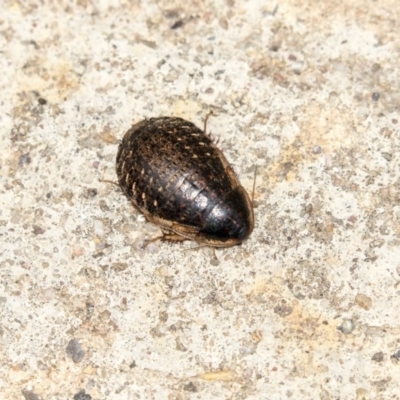 Calolampra sp. (genus) (Bark cockroach) at Higgins, ACT - 17 Mar 2019 by AlisonMilton
