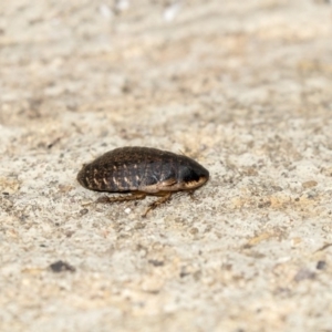 Calolampra sp. (genus) at Higgins, ACT - 17 Mar 2019 02:21 PM