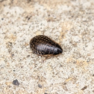 Calolampra sp. (genus) at Higgins, ACT - 17 Mar 2019
