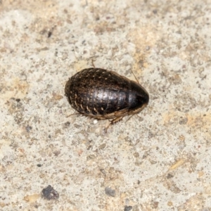 Calolampra sp. (genus) at Higgins, ACT - 17 Mar 2019