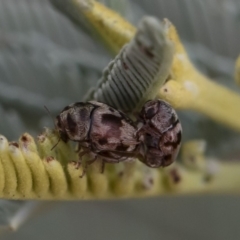 Elaphodes sp. (genus) (Leaf beetle) at Michelago, NSW - 17 Mar 2019 by Illilanga