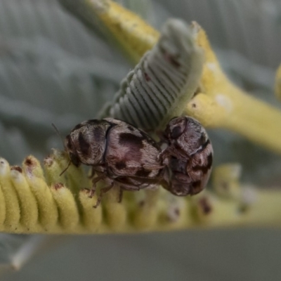 Elaphodes sp. (genus) (Leaf beetle) at Michelago, NSW - 17 Mar 2019 by Illilanga