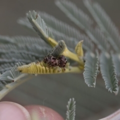 Elaphodes cervinus at Michelago, NSW - 17 Mar 2019