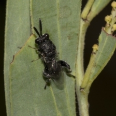 Chalcididae (family) (Unidentified chalcid wasp) at Higgins, ACT - 17 Mar 2019 by AlisonMilton