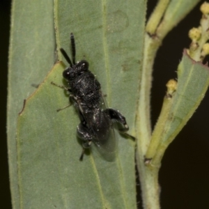 Chalcididae (family) at Higgins, ACT - 18 Mar 2019 10:14 AM