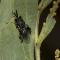 Chalcididae (family) at Higgins, ACT - 18 Mar 2019