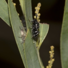 Chalcididae (family) at Higgins, ACT - 18 Mar 2019 10:14 AM