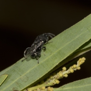 Chalcididae (family) at Higgins, ACT - 18 Mar 2019