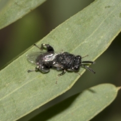 Chalcididae (family) at Higgins, ACT - 18 Mar 2019 10:14 AM