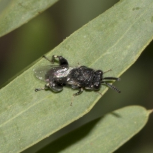 Chalcididae (family) at Higgins, ACT - 18 Mar 2019