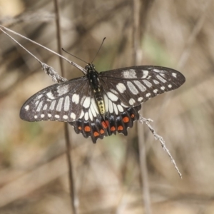 Papilio anactus at Fraser, ACT - 12 Mar 2019