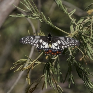 Papilio anactus at Melba, ACT - 12 Mar 2019