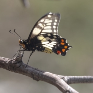 Papilio anactus at Melba, ACT - 12 Mar 2019 11:20 AM