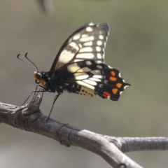 Papilio anactus at Melba, ACT - 12 Mar 2019