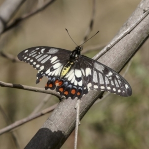 Papilio anactus at Melba, ACT - 12 Mar 2019 11:20 AM