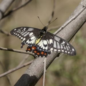 Papilio anactus at Melba, ACT - 12 Mar 2019