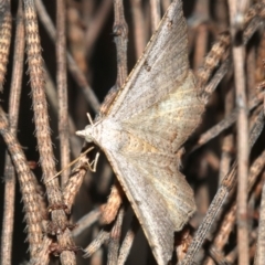 Dissomorphia australiaria (Dashed Geometrid, Ennominae) at Majura, ACT - 3 Mar 2019 by jb2602