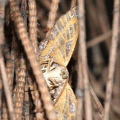 Dissomorphia australiaria at Majura, ACT - 3 Mar 2019