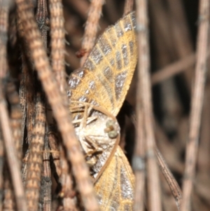 Dissomorphia australiaria at Majura, ACT - 3 Mar 2019