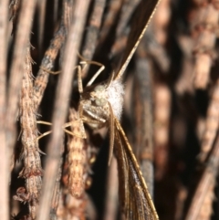 Dissomorphia australiaria at Majura, ACT - 3 Mar 2019