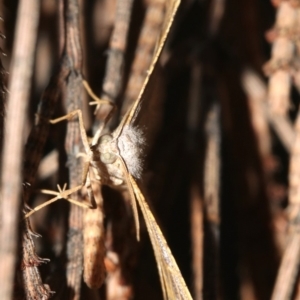 Dissomorphia australiaria at Majura, ACT - 3 Mar 2019