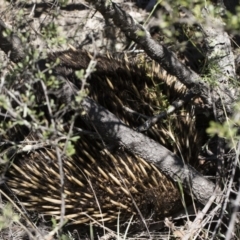 Tachyglossus aculeatus (Short-beaked Echidna) at Michelago, NSW - 11 Jan 2019 by Illilanga