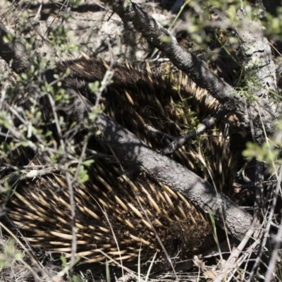 Tachyglossus aculeatus (Short-beaked Echidna) at Illilanga & Baroona - 11 Jan 2019 by Illilanga