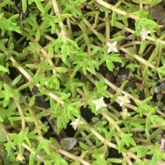 Crassula helmsii (Swamp Stonecrop) at Fyshwick, ACT - 22 Mar 2019 by JaneR