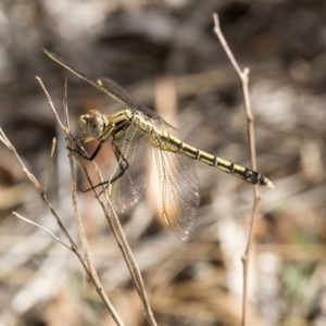 Orthetrum caledonicum at Flynn, ACT - 12 Mar 2019 09:18 AM