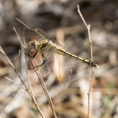 Orthetrum caledonicum (Blue Skimmer) at Flynn, ACT - 12 Mar 2019 by AlisonMilton