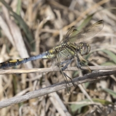 Orthetrum caledonicum at Flynn, ACT - 12 Mar 2019 09:18 AM