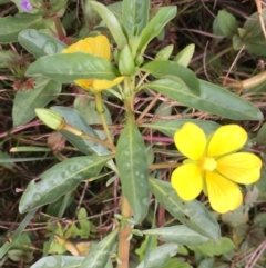 Ludwigia peploides subsp. montevidensis (Water Primrose) at Jerrabomberra Wetlands - 22 Mar 2019 by JaneR